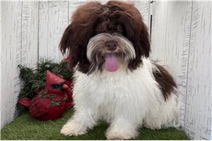 Finn - Havanese for sale