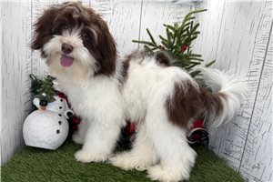 Kodiak - Havanese for sale