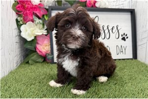 Noelle - Havanese for sale