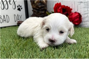 Leonard - puppy for sale