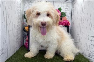 Foster - puppy for sale