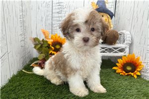 Ryder - Havanese for sale