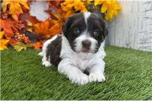 Bentley - puppy for sale