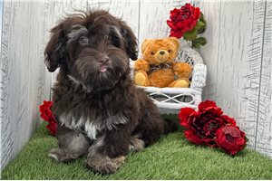 Elias - Havanese for sale