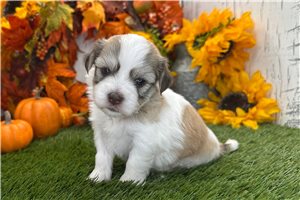 Ashton - puppy for sale