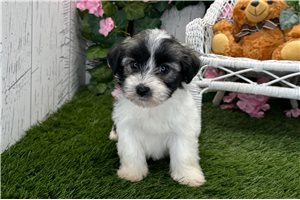 Saffron - Havanese for sale