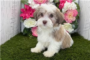 Dillon - Havanese for sale