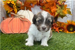 Laramie - puppy for sale