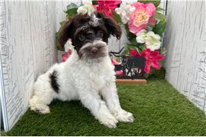 Katalina - Havanese for sale