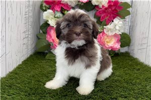 Khloe - Havanese for sale