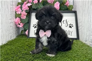 Cameron - puppy for sale