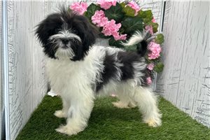 Cookie - puppy for sale