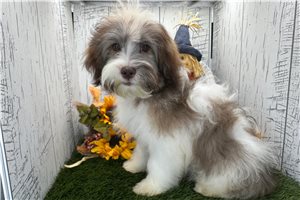 Dora - Havanese, placed in South Bend / Michiana