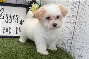 Freya - puppy for sale