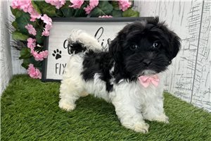 Cash - Havanese for sale