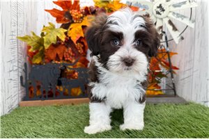 Allie - puppy for sale