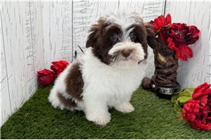 Penelope - Havanese for sale