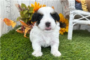 Elijah - Havanese for sale