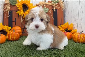 Asher - puppy for sale