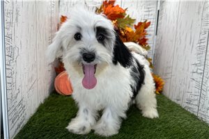 Valerie - Havanese for sale
