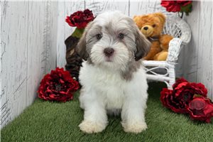 Kurt - Havanese for sale