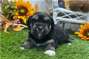 Everly - Havanese for sale