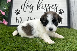 Hailey - puppy for sale