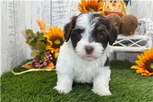 Serena - Havanese for sale