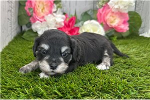 Kiara - puppy for sale