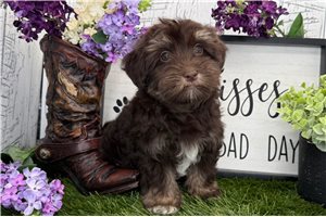 Titus - Havanese for sale