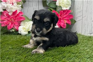 Zahara - Havanese for sale