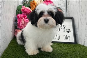 Charlie - Havanese for sale