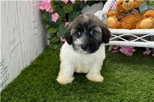 Veronica - Havanese for sale
