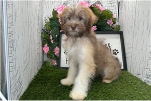 Kiki - puppy for sale
