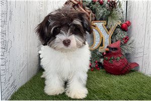 Anthony - Havanese for sale