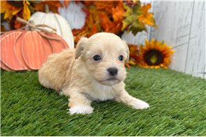 Maggie - puppy for sale