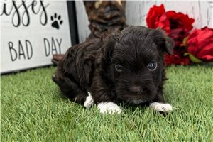 Puck - puppy for sale