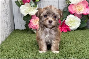 Melinda - Havanese for sale
