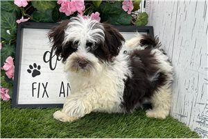 Tina - Havanese for sale
