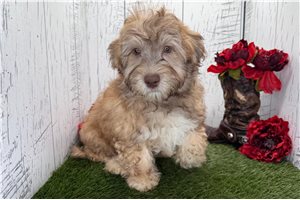 Nicholas - Havanese for sale