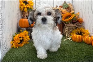 Adeline - puppy for sale