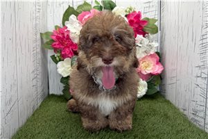 Henry - Havanese for sale
