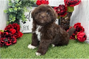 Kaylee - Havanese for sale