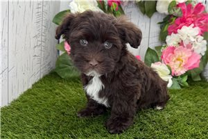 Grady - Havanese for sale