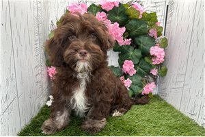 Dylan - puppy for sale