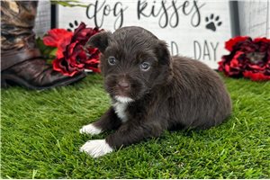 Greggy - puppy for sale