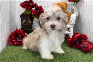 Charles - Havanese for sale