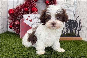 Scarlett - puppy for sale