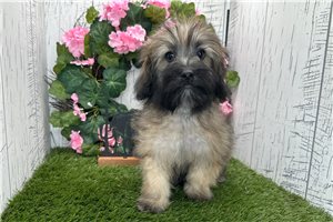 Colton - Havanese for sale
