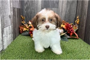 Mathias - puppy for sale